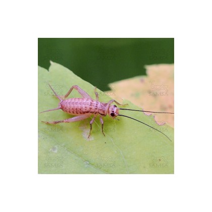 Acheta domestica pequeño Acheta domestica pequeño