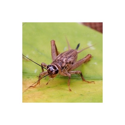 Acheta domestica mediano Acheta domestica mediano