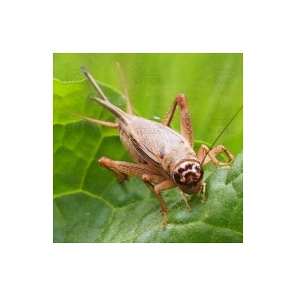Acheta domestica grande Acheta domestica grande