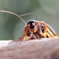Cucaracha Argentina