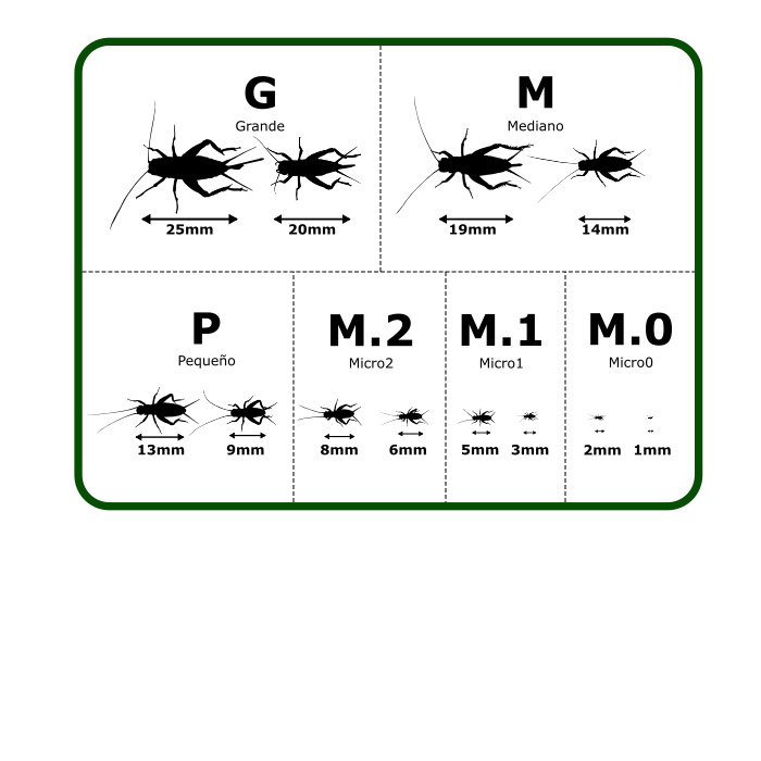 Medidas de Samsa de Acheta domestica