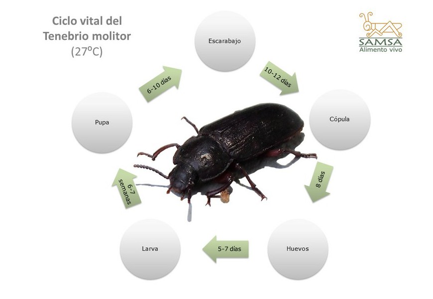 Metamorfosis y ciclo vital del gusano de la harina