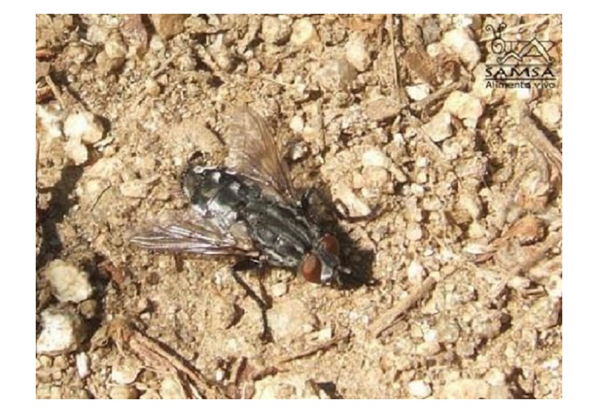 Entomología forense y fauna cadavérica