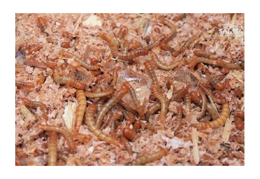 Cómo mantener el gusano de la harina en casa