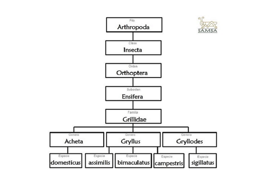 Taxonomía del grillo