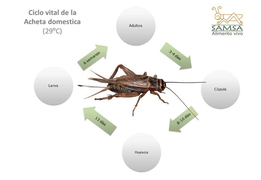 Ciclo de vida de la Acheta domestica