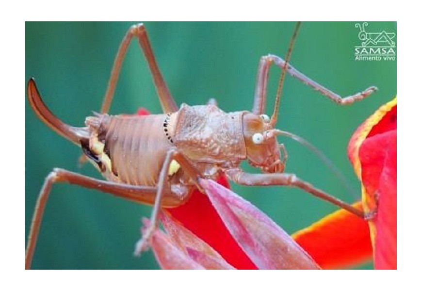 Los ojos de los insectos. La pseudopupila.